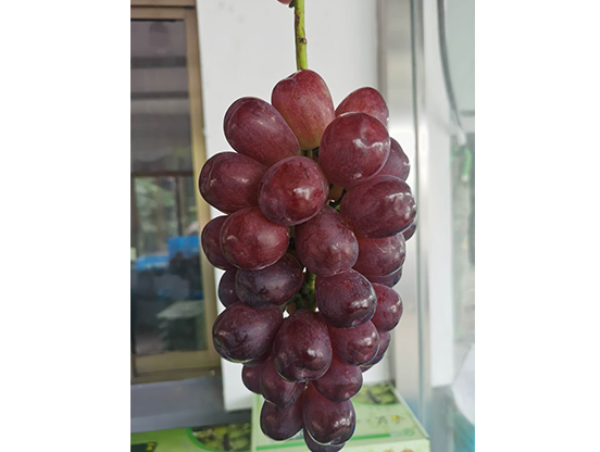 生態(tài)葡萄
